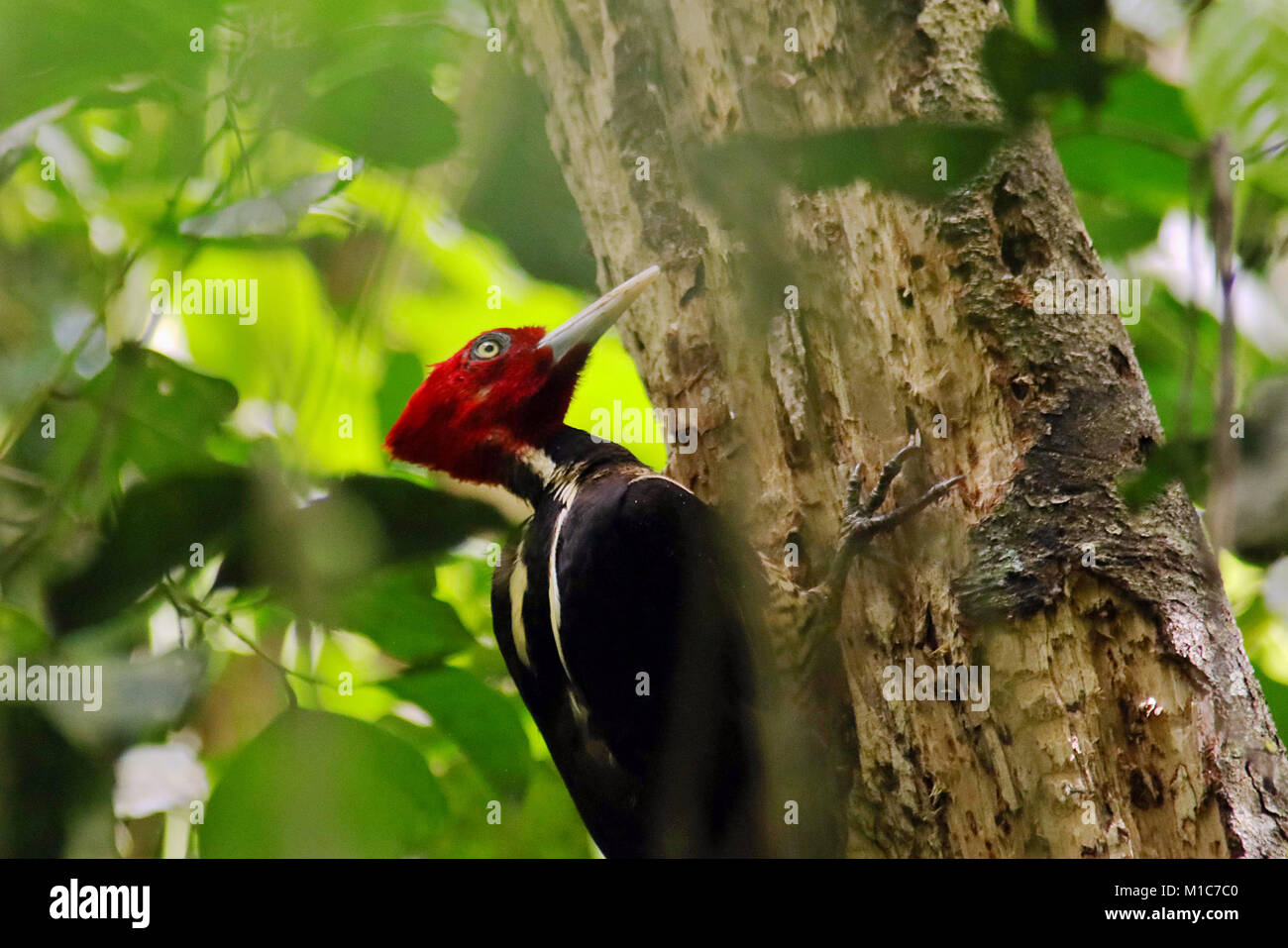 Lineated Woodpecker (Dryopus lineatus) Picken an einem Baum in der Umgebung von Manuel Antonio National Park im Süden von Costa Rica. Stockfoto