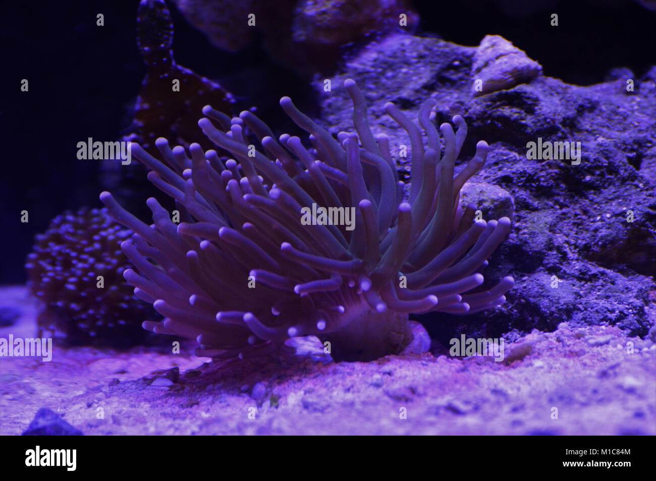 Koralle Stockfoto