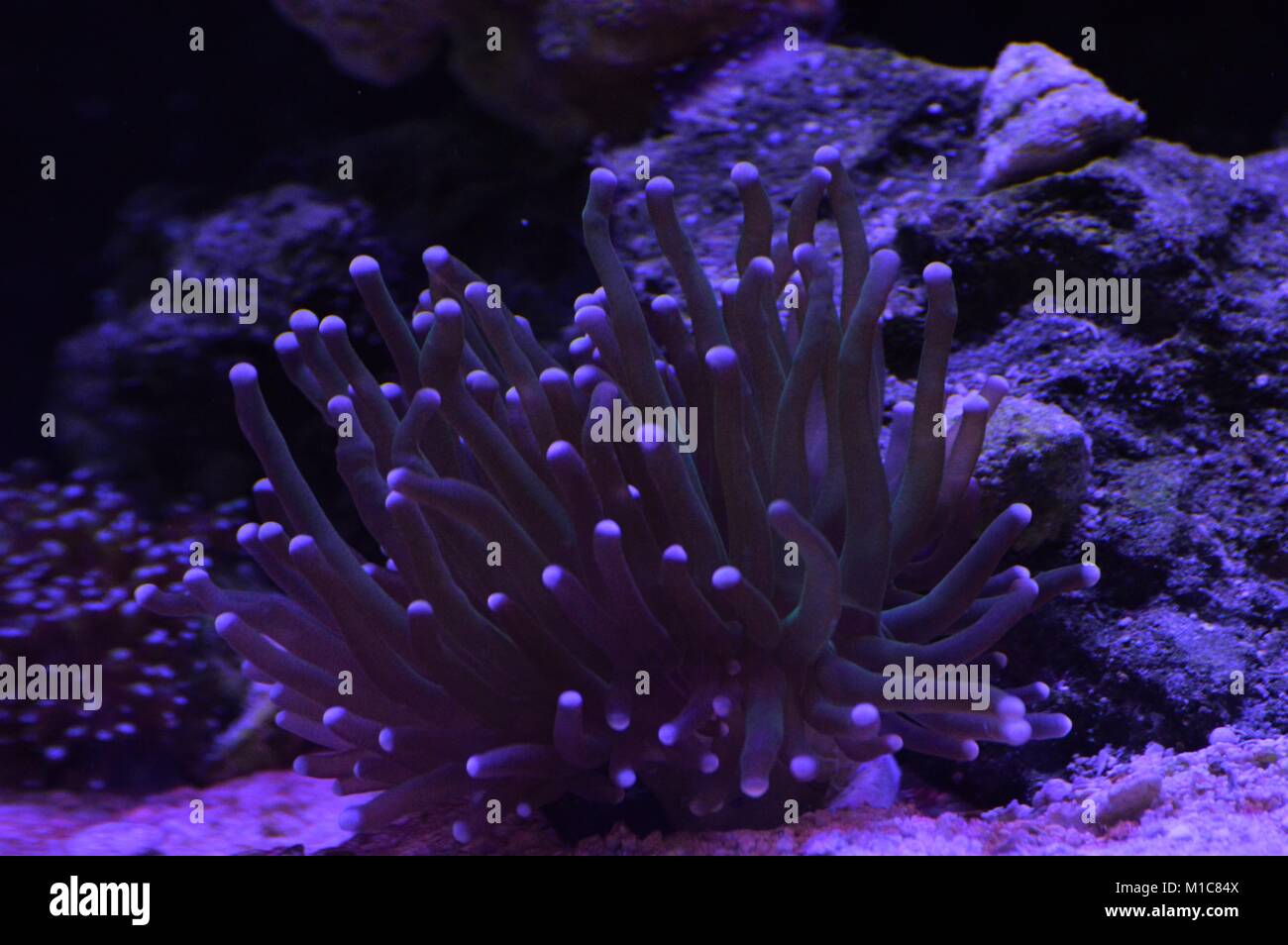 Koralle Stockfoto