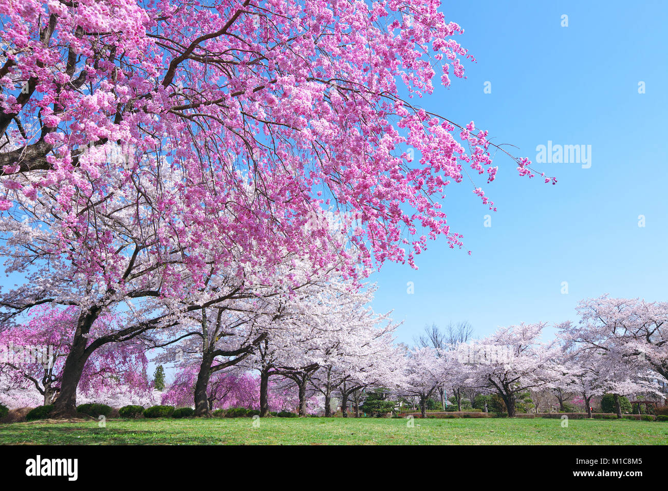Kirschblüten in voller Blüte, Japan Stockfoto