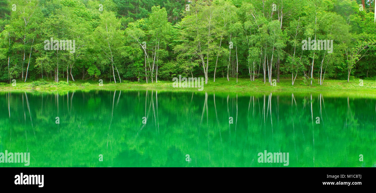 Grünland Reflexionen über einem See, Präfektur Nagano, Japan Stockfoto