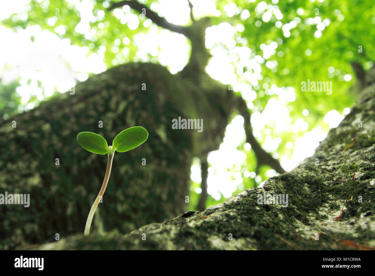 Blätter sprießen, Tokio, Japan Stockfoto