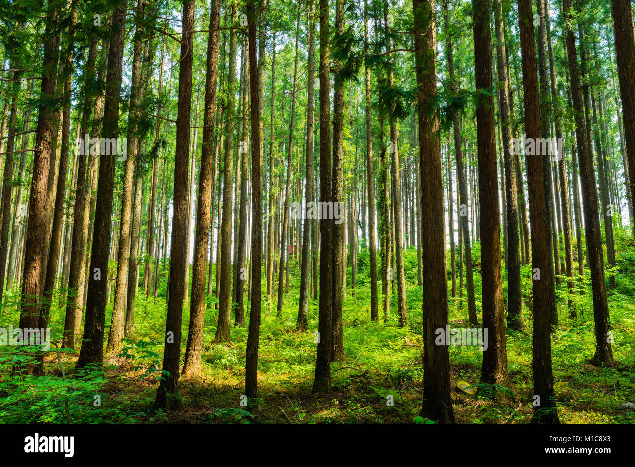 Zedernwald in Nikko, Präfektur Tochigi, Japan Stockfoto