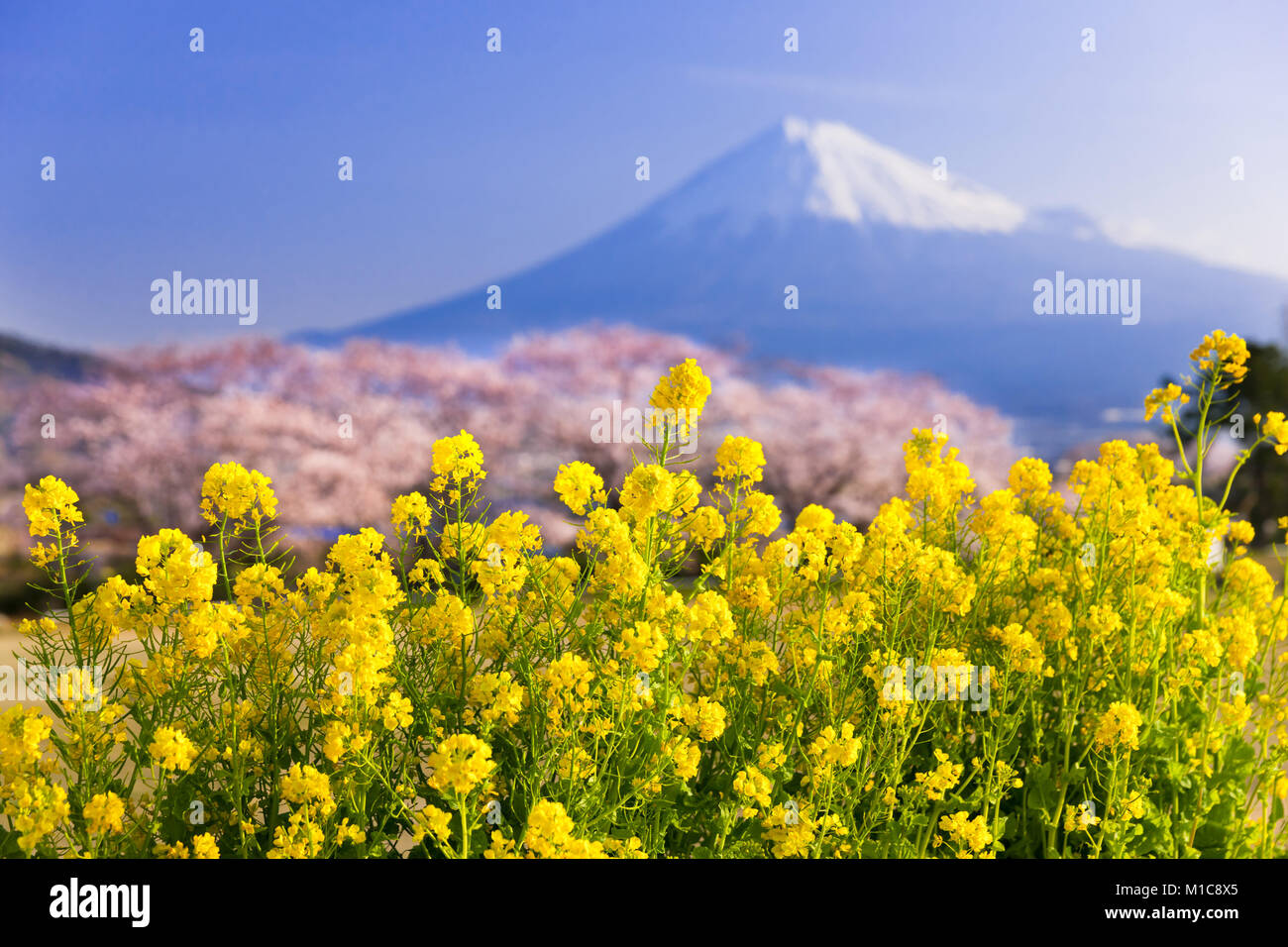 Mount Fuji und Kirschblüten, Präfektur Shizuoka, Japan Stockfoto
