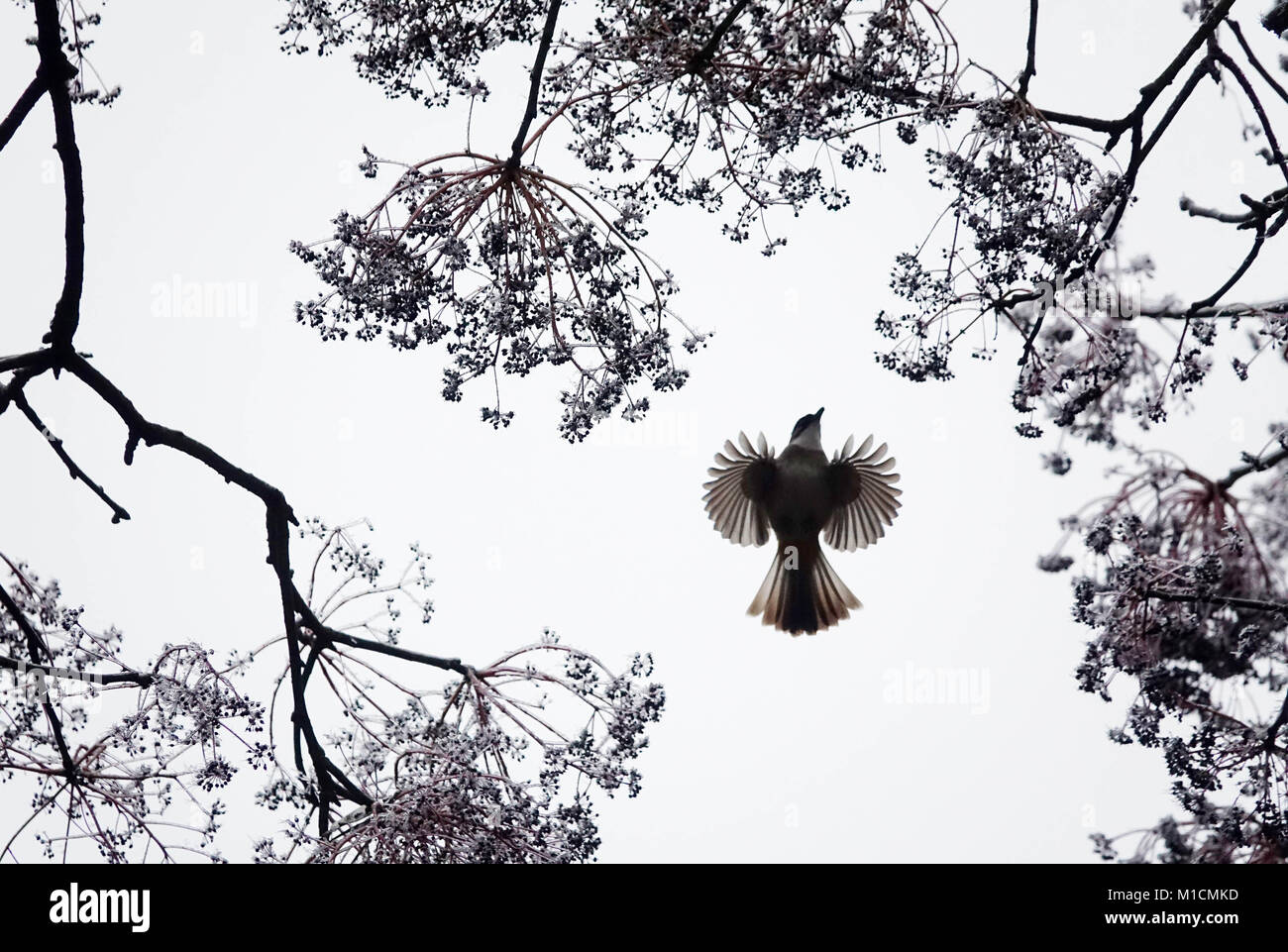 (180130) - GUIYANG, Jan. 30, 2018 (Xinhua) - ein Vogel sucht nach Nahrung unter ein eiszapfen-bedeckten Baum in Guiyang botanischen Garten in Guiyang, der Hauptstadt der Provinz Guizhou im Südwesten Chinas, Jan. 29, 2018. (Xinhua / Qin Gang) (yxb) Stockfoto