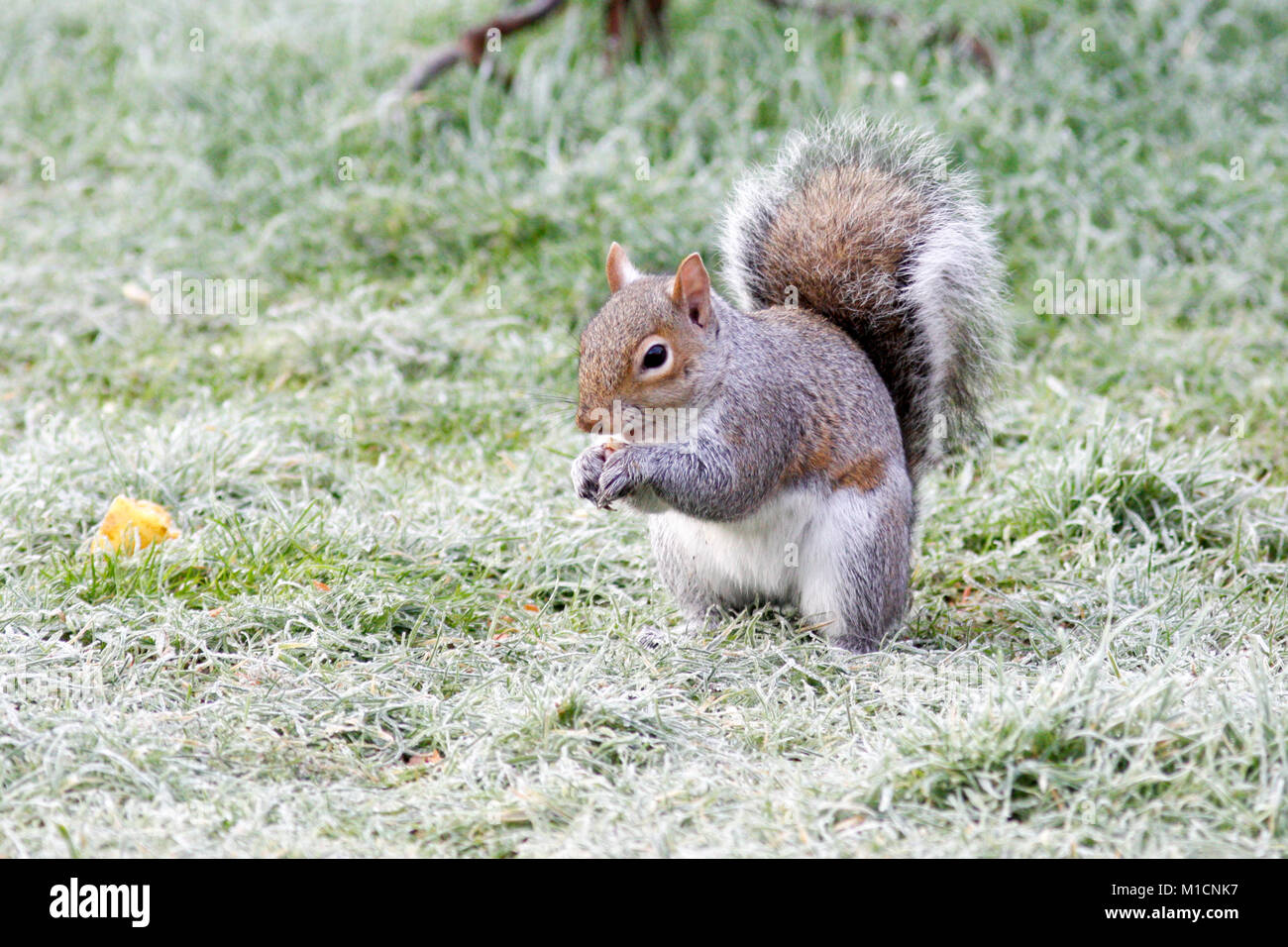 30 Jan, 2018. UK Wetter. Ein Eichhörnchen grünfutter an einem frostigen Rasen nach einer Nacht Frost. East Sussex, UK. Credit: Ed Brown/Alamy leben Nachrichten Stockfoto