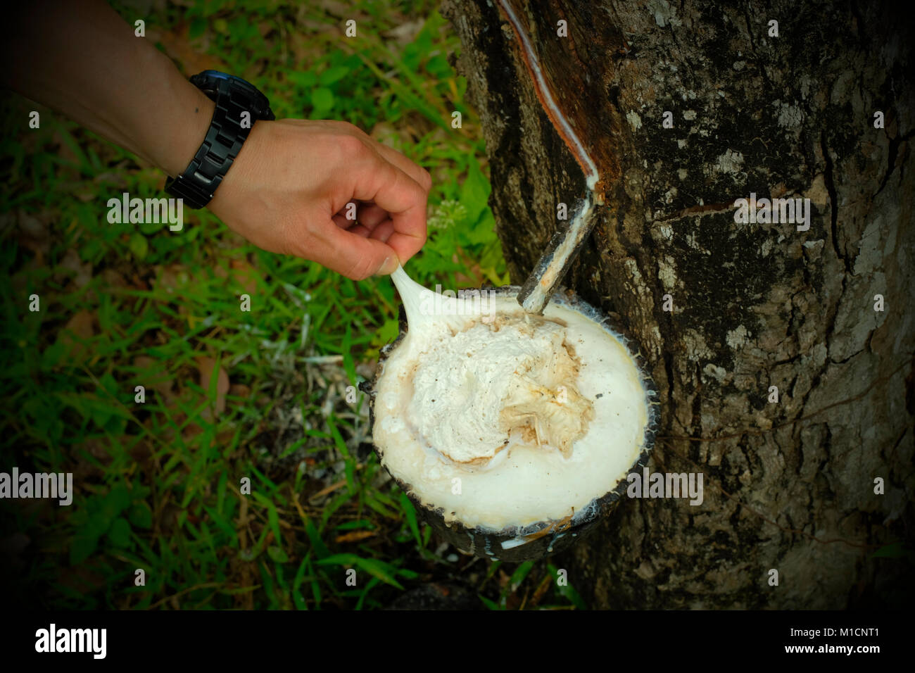 Tippen Gummi von einem gummibaum in einer Kautschukplantage in Koh Yao Noi Insel in Thailand. 20-Jan-2018 Stockfoto