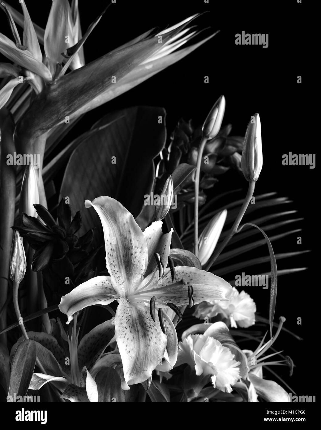 Schwarze und weiße tropische Blumen Stockfoto