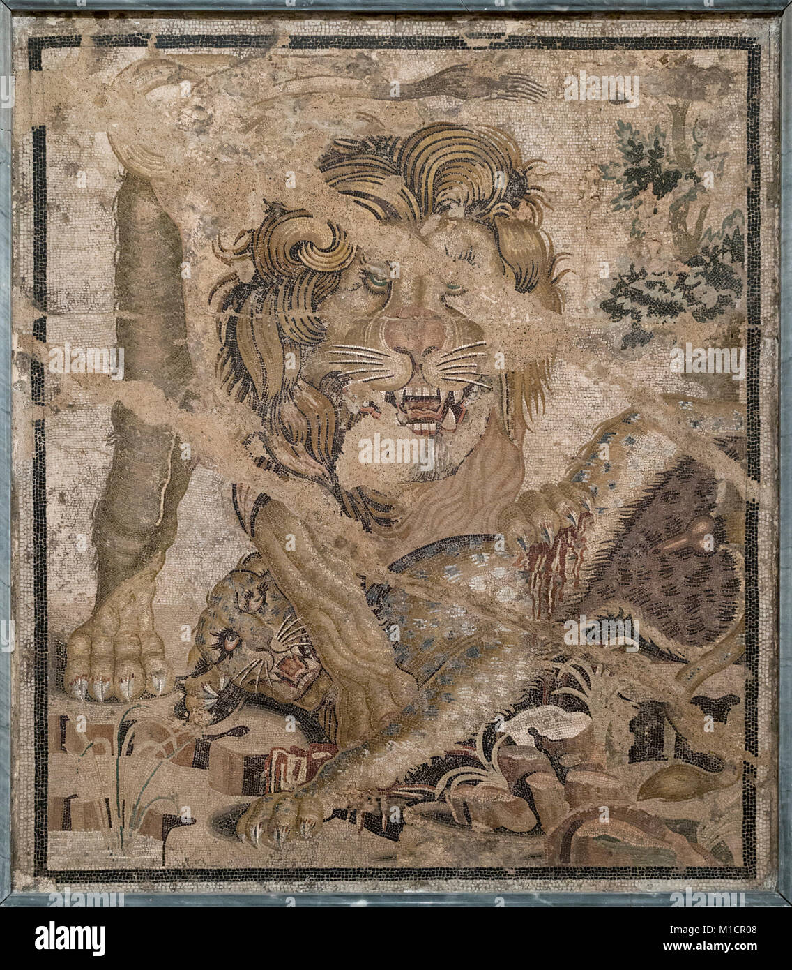 Neapel. Italien. Lion, Leopard, römisches Fußbodenmosaik aus Pompeji. Museo Archeologico Nazionale di Napoli. Nationalen Archäologischen Museum. Stockfoto