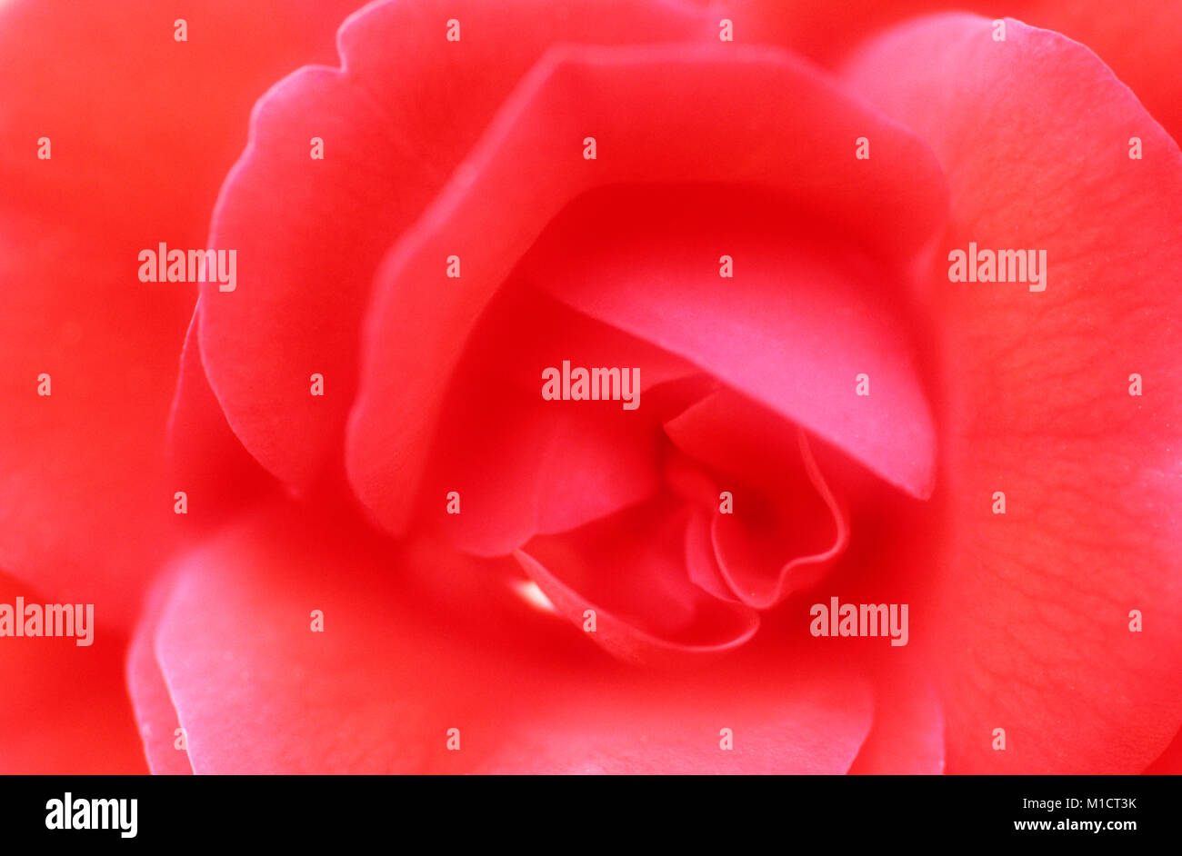 Garten Rose, Blüte Detail | Rose, Bluetendetail Stockfoto