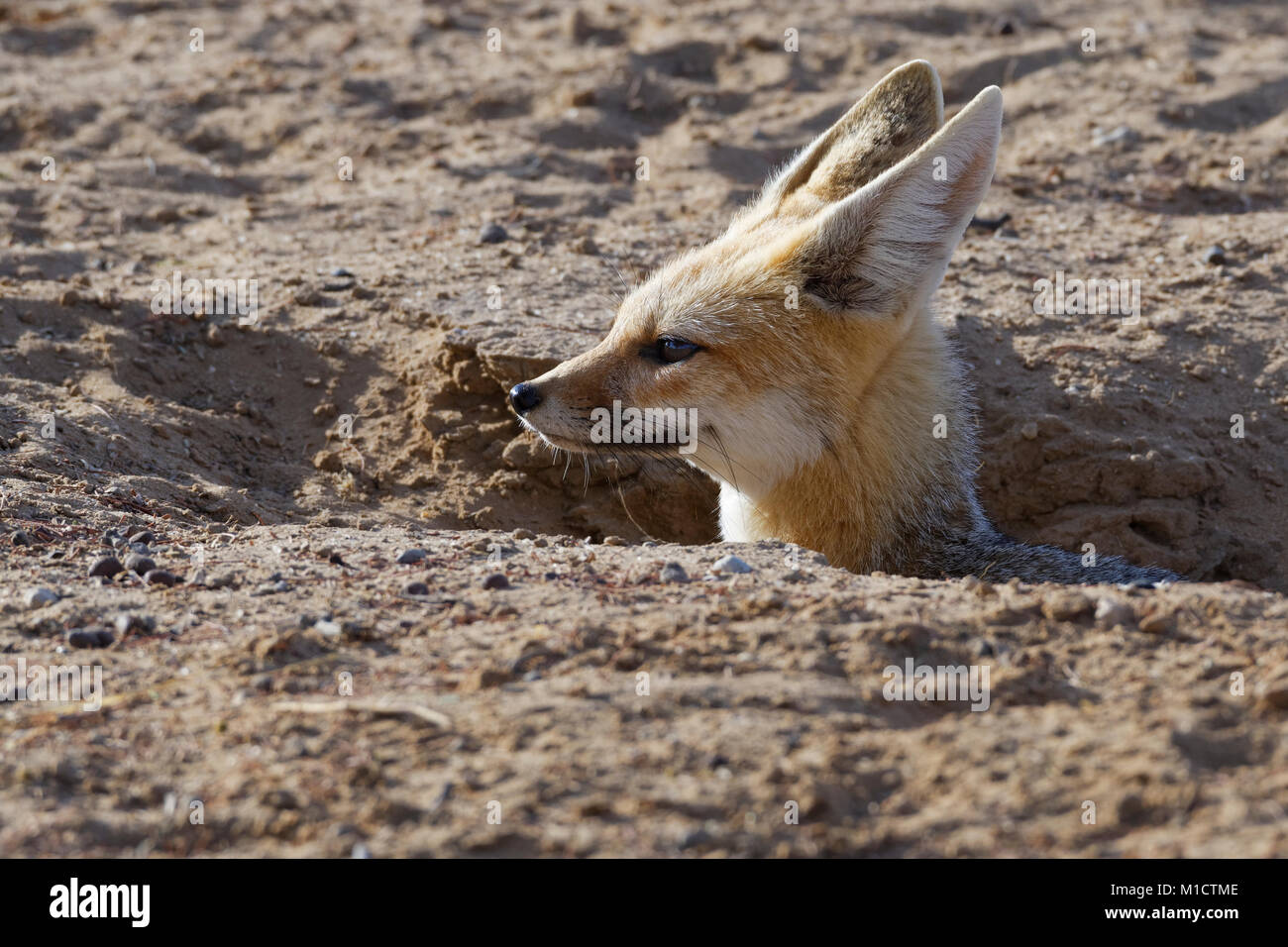 Cape Fox (Vulpes chama), erwachsene Frau in Graben, Eingang, Kgalagadi Transfrontier Park, Northern Cape, Südafrika, Afrika Stockfoto