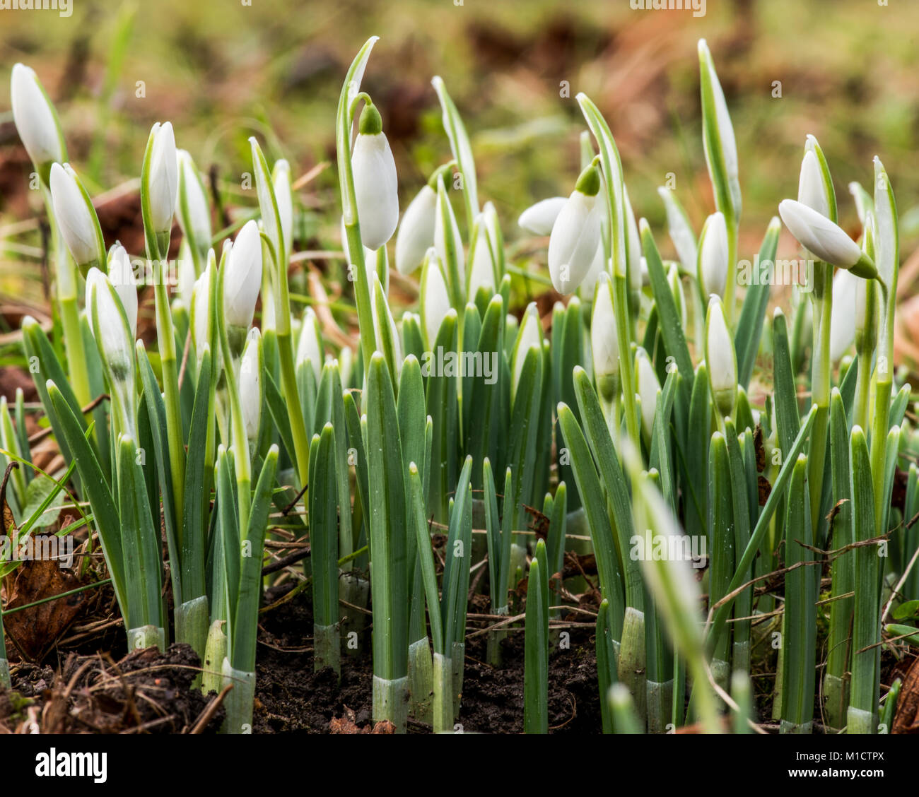 Schneeglöckchen (Amaryllidaceae) zeigen die ersten Vorboten des Frühlings Stockfoto