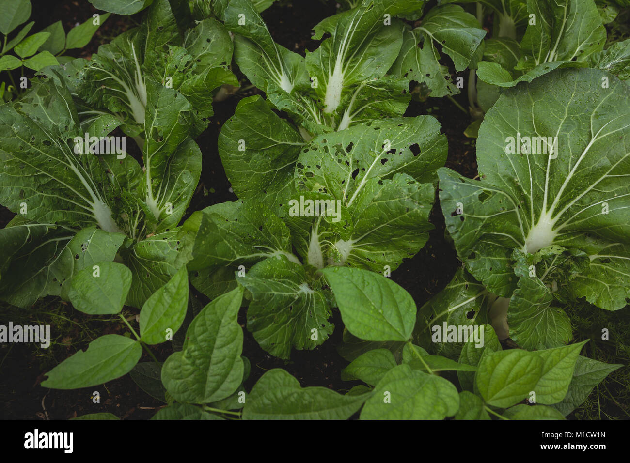 Frische grüne Gemüse im Garten Stockfoto