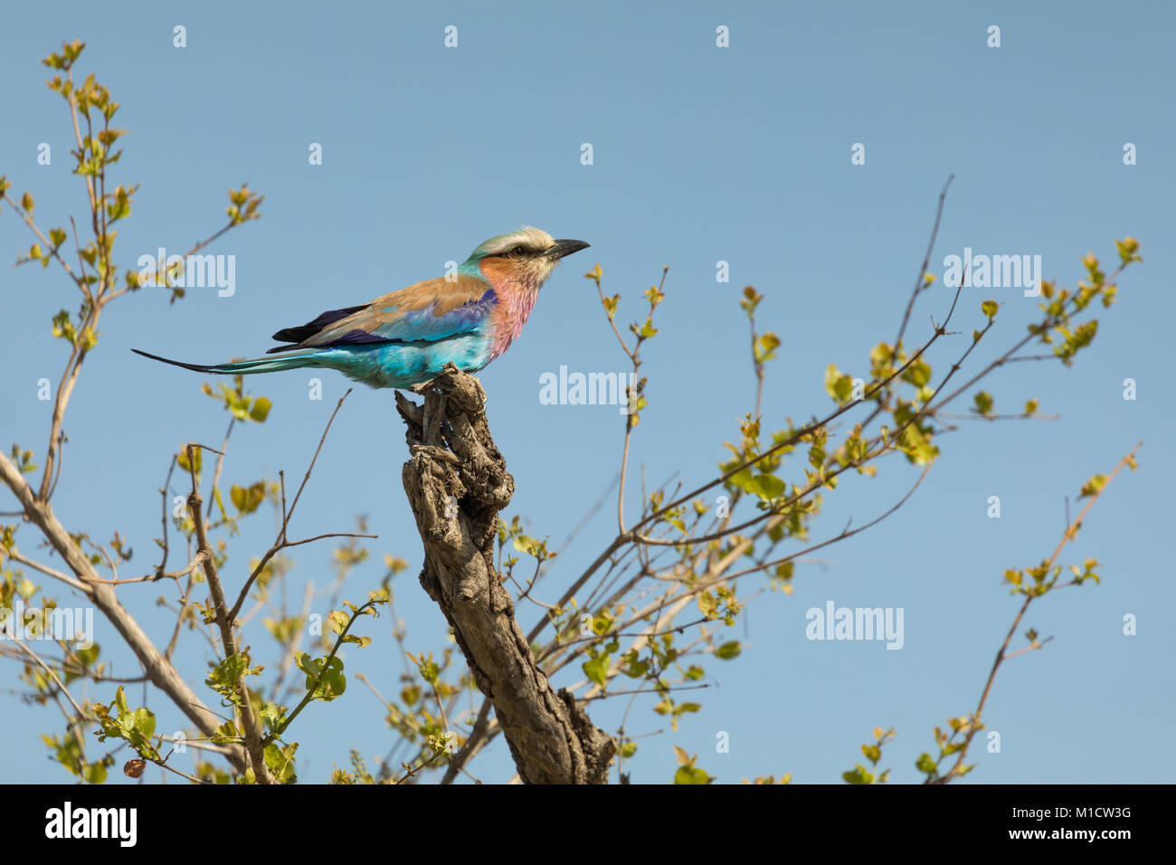 Lilac-breasted roller Vogel hocken auf Baum Stockfoto