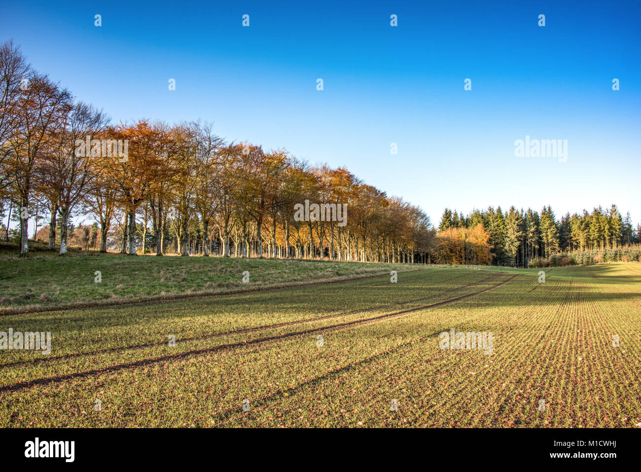 Regimented Linien der neu gepflanzten Wintergerste in den Bereichen Aberdeenshire Stockfoto