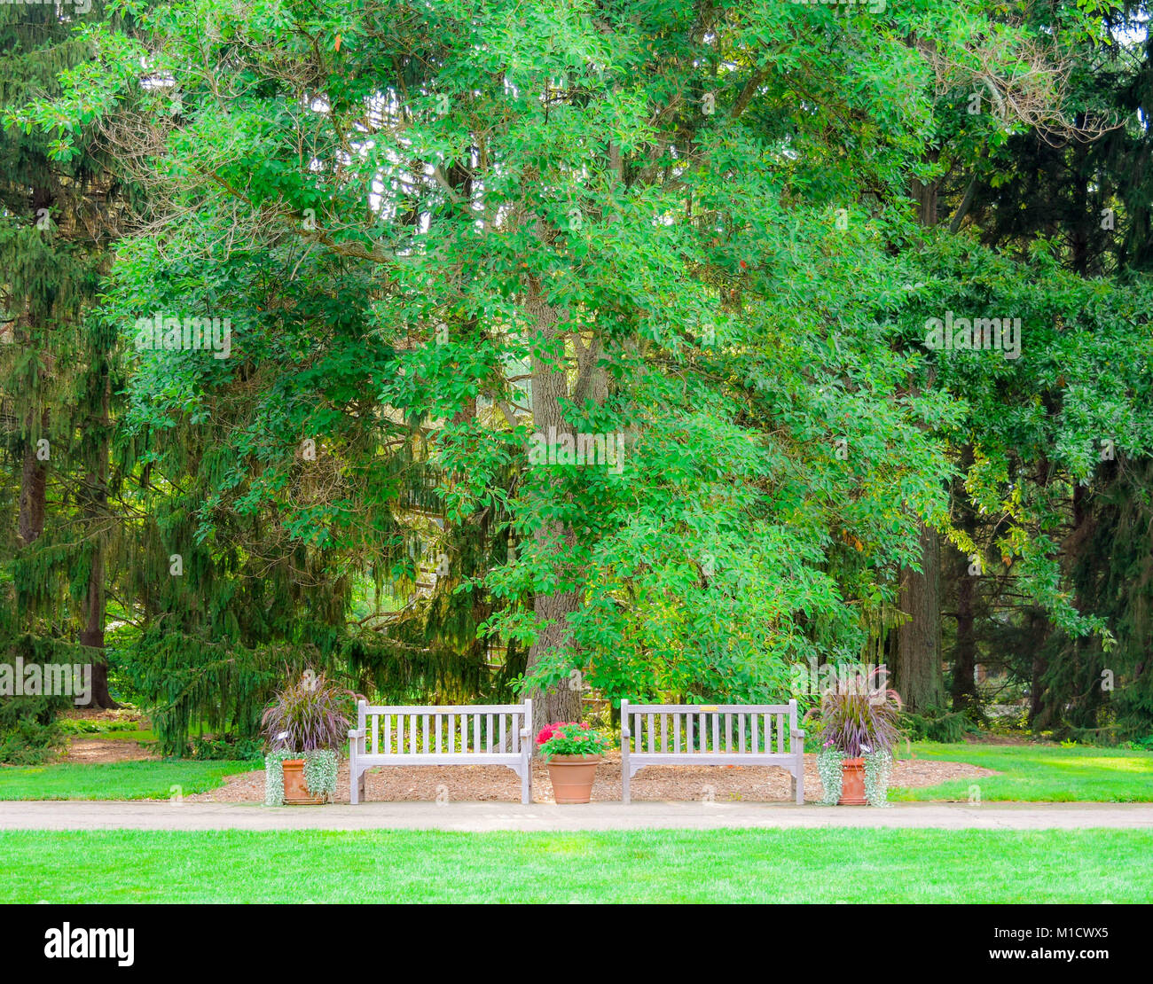 Zwei leere Bänke sitzen vor der grünen Bäume und Evergreens. Ein Wanderweg führt die Bänke als der perfekte Ort für eine Pause. Stockfoto