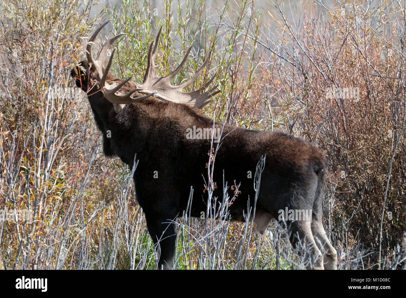 Bull Moose Fütterung auf Weiden im Grand Teton National Park Wyoming Stockfoto