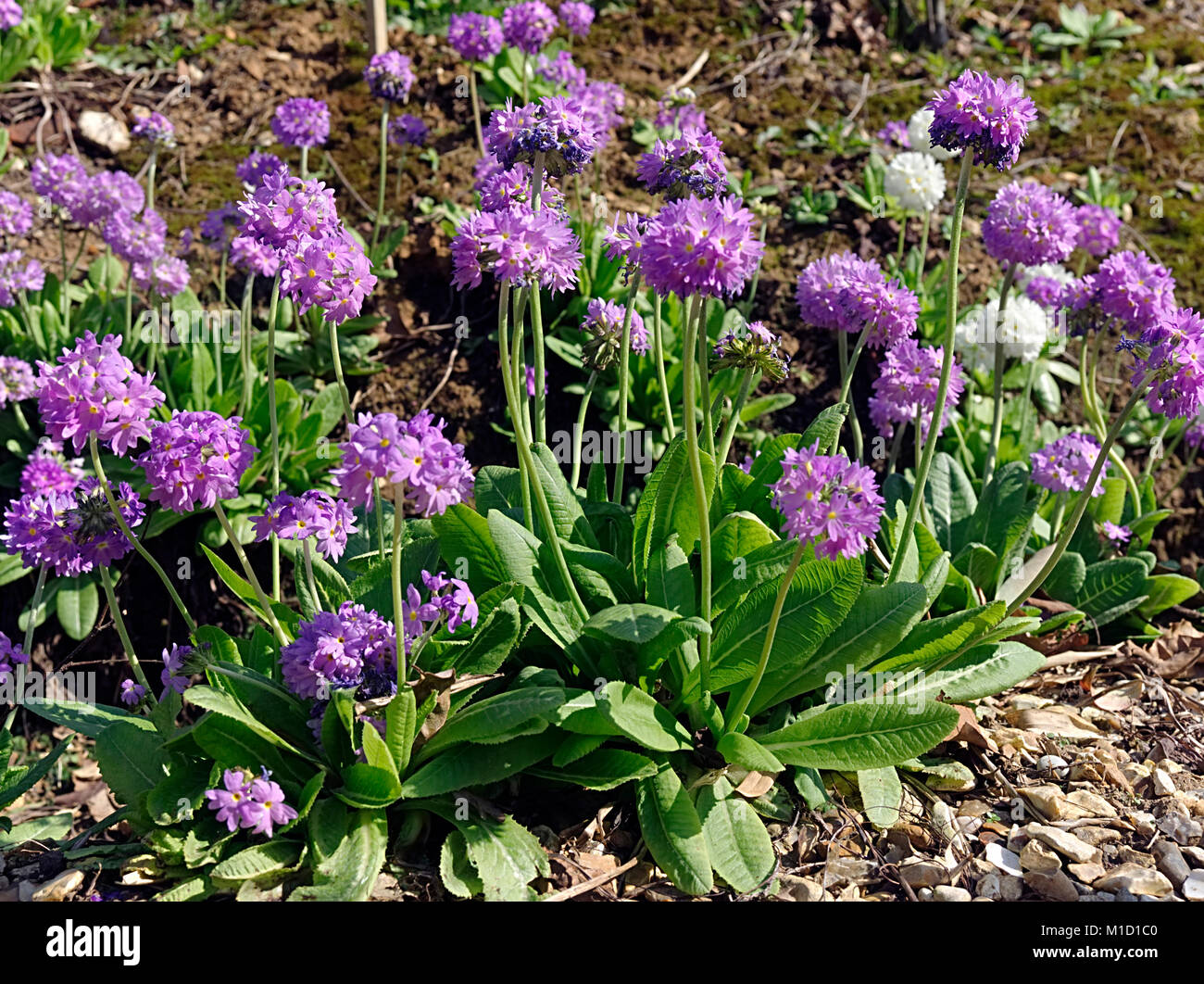 Primula denticulata, manchmal drumstick Primula oder Zahn-leaved Primrose in voller Blüte. Stockfoto