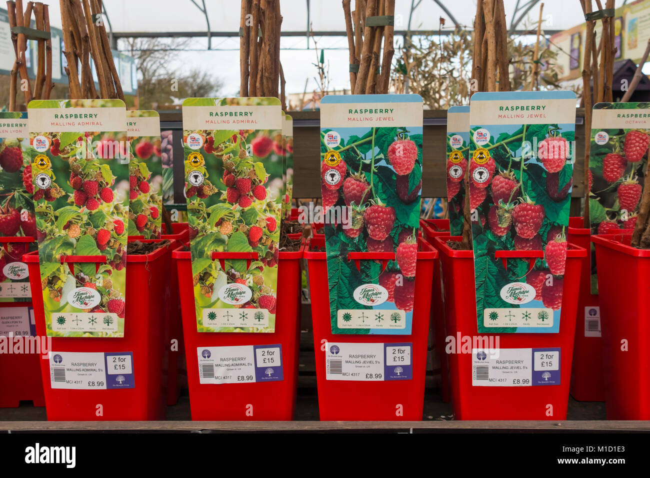 Eine Feder Anzeige von Himbeere fruitbushes zum Verkauf in einem Gartencenter Stockfoto