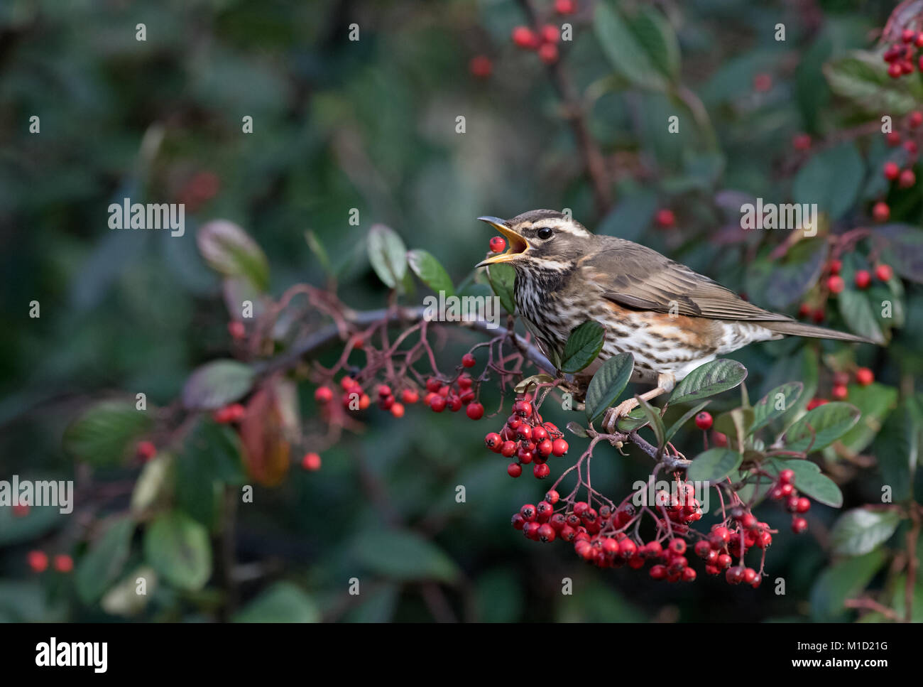 Redwing-Turdus Iliacus ernährt sich von Beeren Zwergmispel. Winter. Stockfoto
