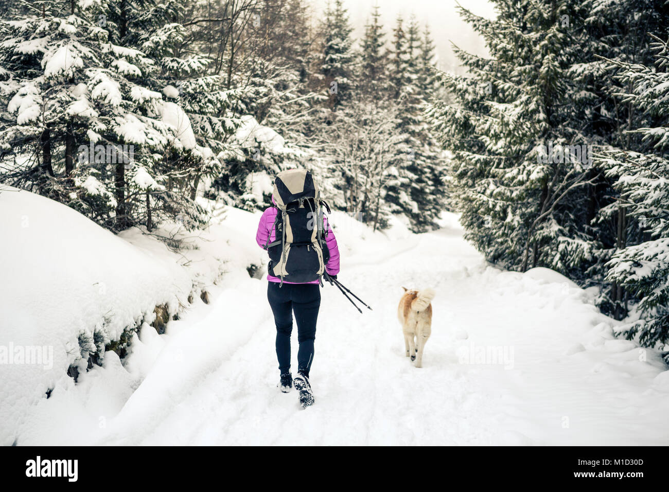 Frau mit Rucksack wandern in weiß winter Holz mit Akita Hund. Beine und Stiefel trekking. Erholung Fitness und gesunde Lebensweise draussen in der Natur. Stockfoto