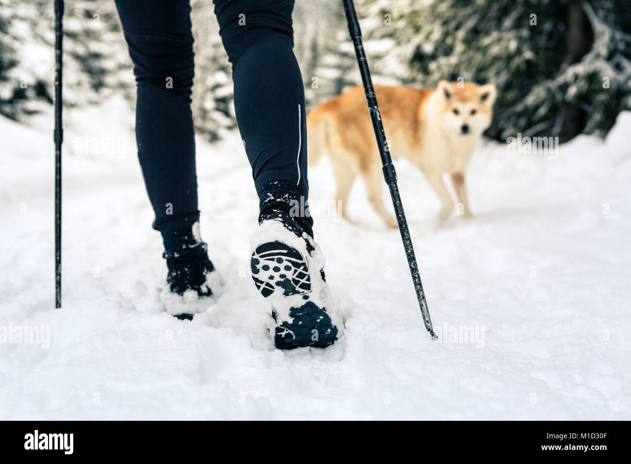 Weibliche backpacker Wandern in weiß winter Holz mit Akita Hund. Beine und Stiefel trekking. Erholung Fitness und gesunde Lebensweise draussen in der Natur. M Stockfoto