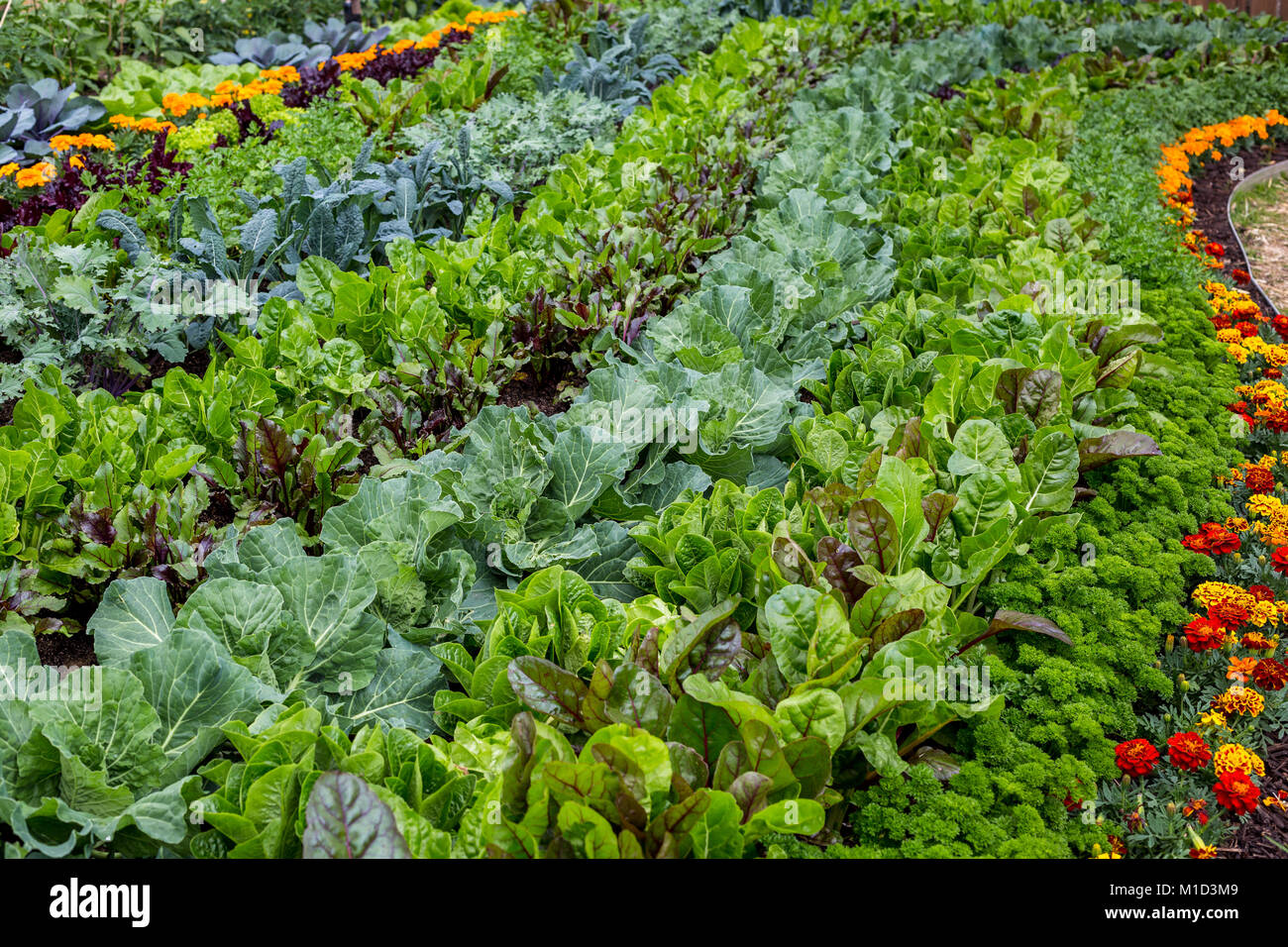 Großen Gemüsegarten Bett mit Blumen für begleitererrichten Stockfoto