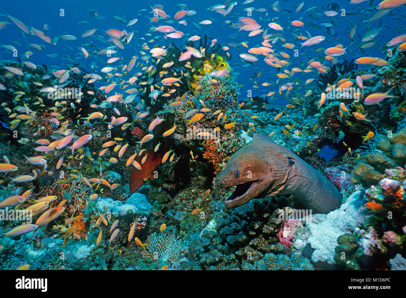 Riesenmuräne (Gymnothorax javanicus) umgeben von Jewel fairy basslets (Pseudanthias squamipinnis) an einem Korallenriff, Malediven Inseln, Indischer Ozean Stockfoto