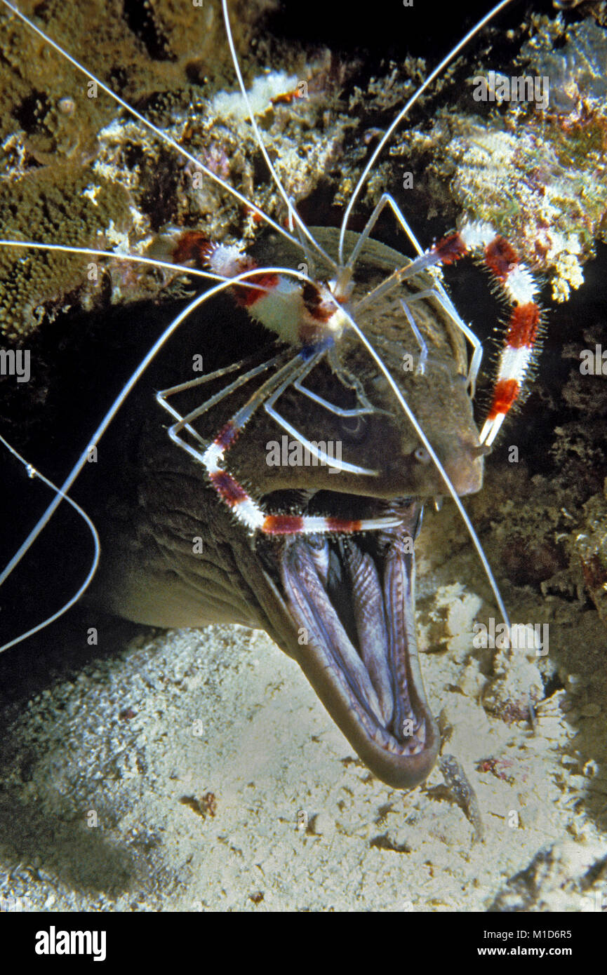 Reinigungsstation, Gebändert Coral Garnelen (Stenopus hispidus) reinigt eine Riesenmuräne (Gymnothorax javanicus), Malediven Inseln, Indischer Ozean, Asien Stockfoto