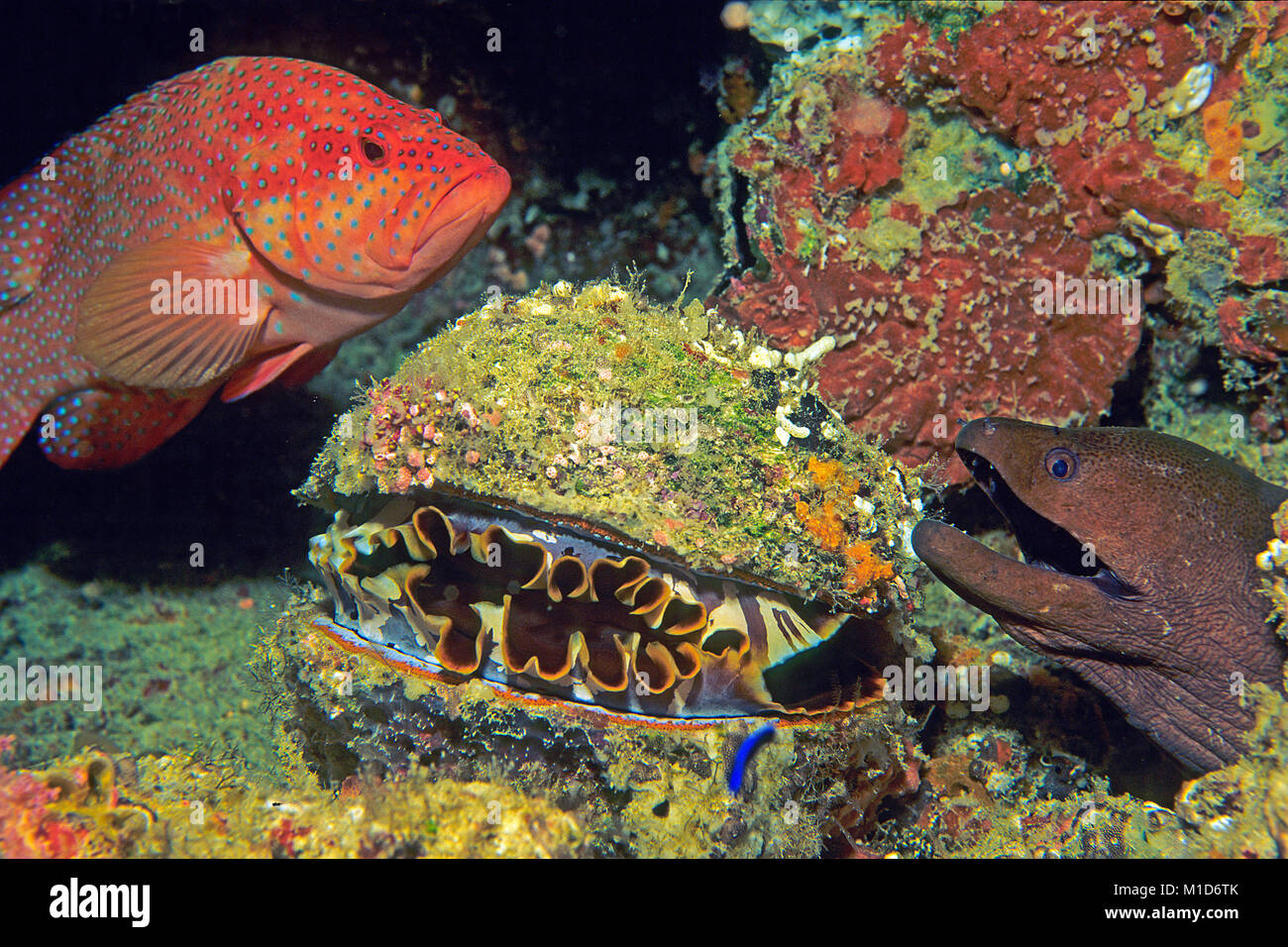 Coral Grouper (Cephalopholis Miniata), Thorny Oyster (Spondylos varius) und Giant Moray (Gymnothorax javanicus) an einem Korallenriff, Malediven Inseln Stockfoto