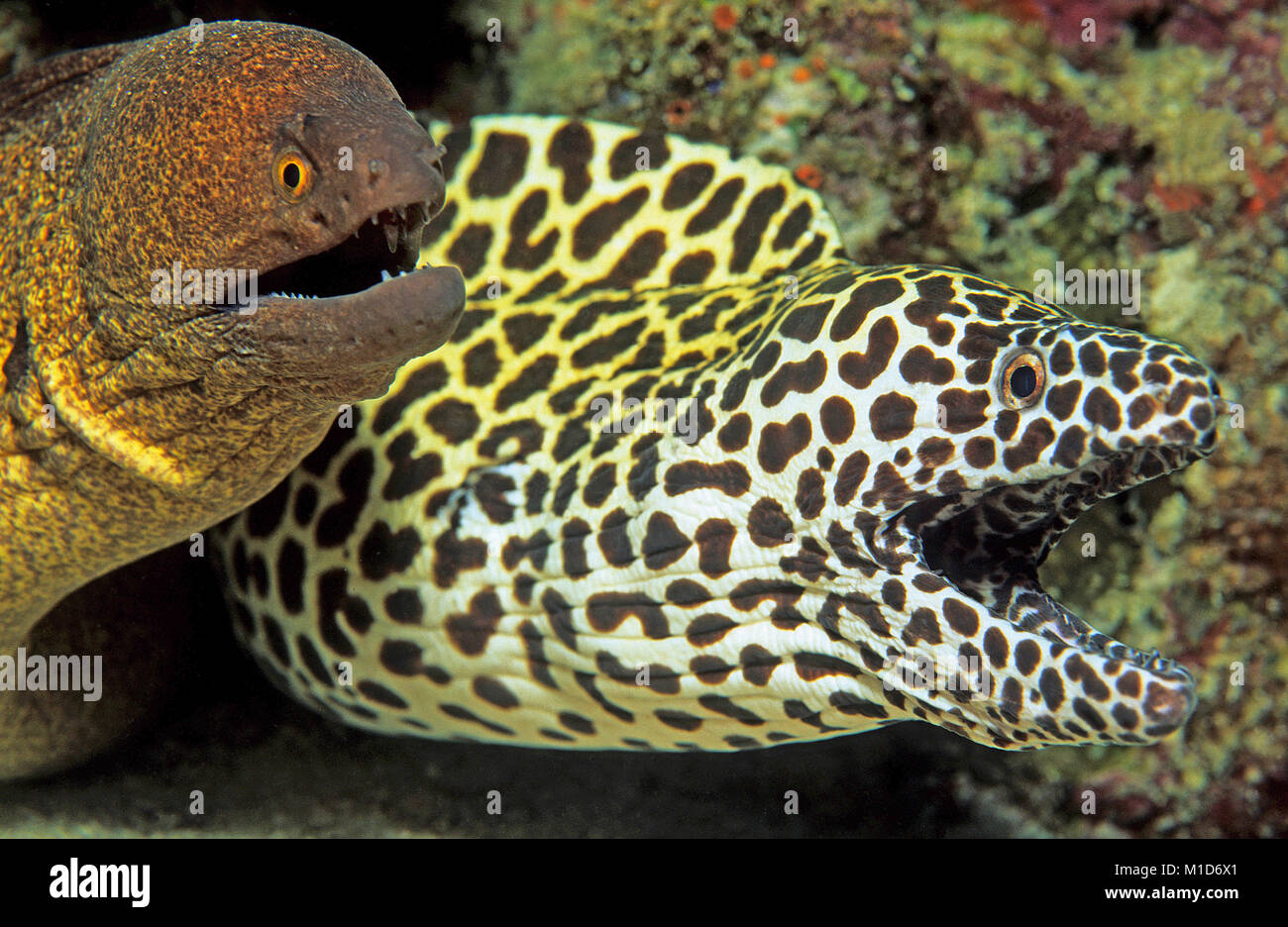 Lebende Gemeinschaft, Riesenmuräne (Gymnothorax javanicus) und