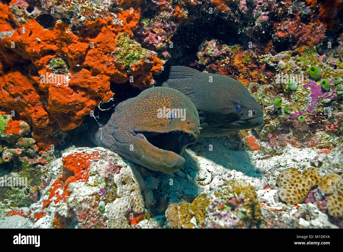 Zwei Riesenmuränen (Gymnothorax javanicus) zusammen leben, Coral Reef auf den Malediven Inseln, Indischer Ozean, Asien Stockfoto