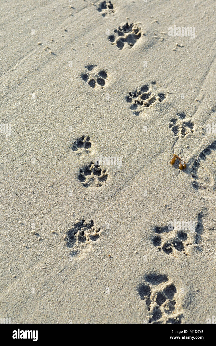 Hund Pfotenabdrücke auf einem Southern California Beach. Stockfoto