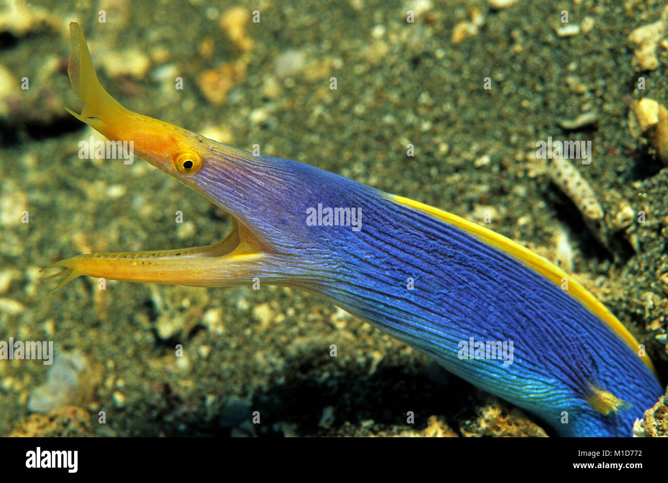 Blau und Gelb ribbon eel (Rhinomuraena quaesita) auch als Ghost Moray bekannt, proterandrie, juvenile Schwarz, weiblich, männlich Gelb metallic-blau Stockfoto
