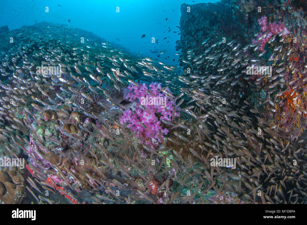 Schwarm von glassfish Schwarm über ein ganzes Korallenriff wie eine Glasscheibe. Stockfoto