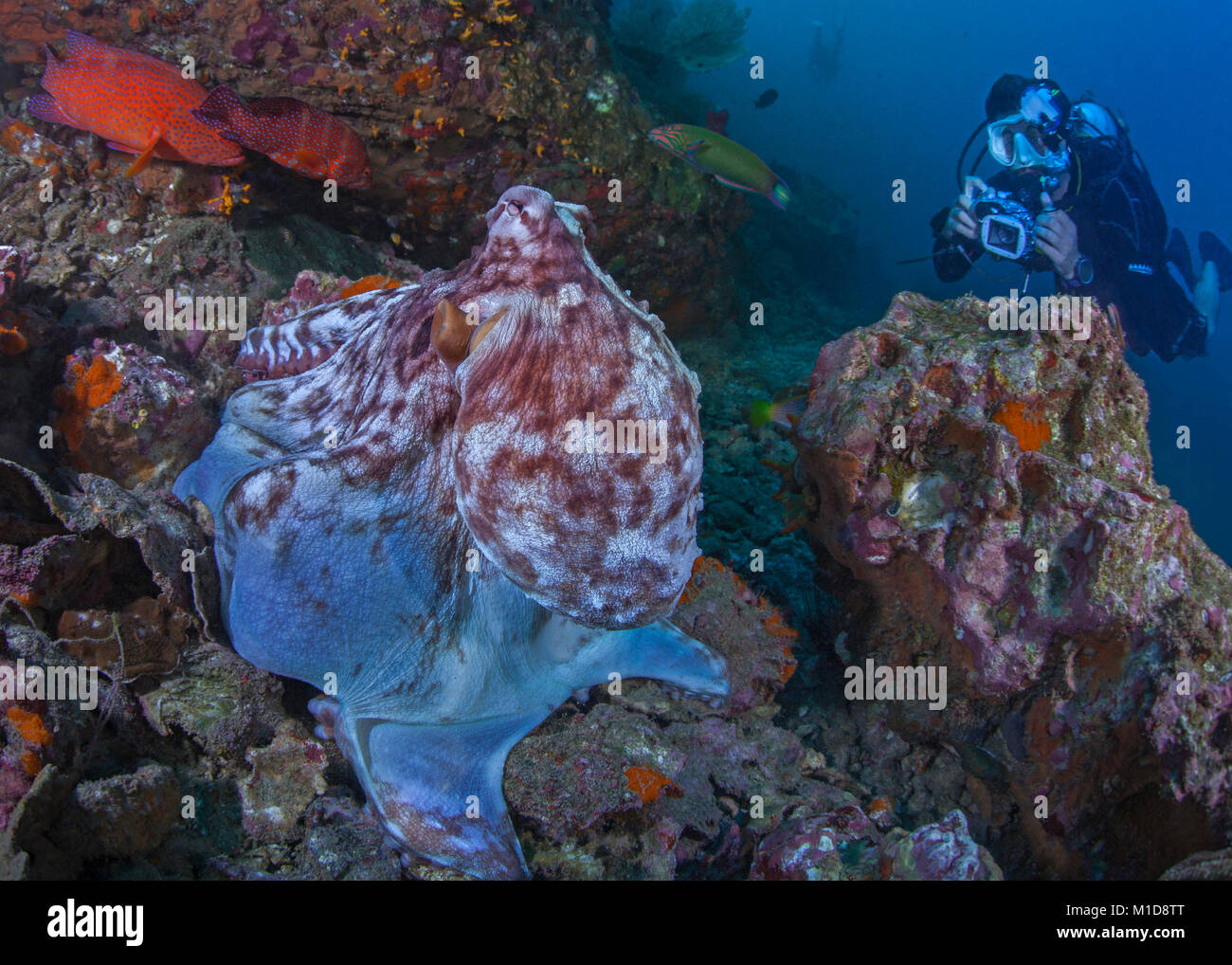 Scuba Diver versucht, eine Nahaufnahmen Foto von einem großen Octopus am Meeresboden. Richelieu Rock, Andaman Meer. Thailand. Stockfoto