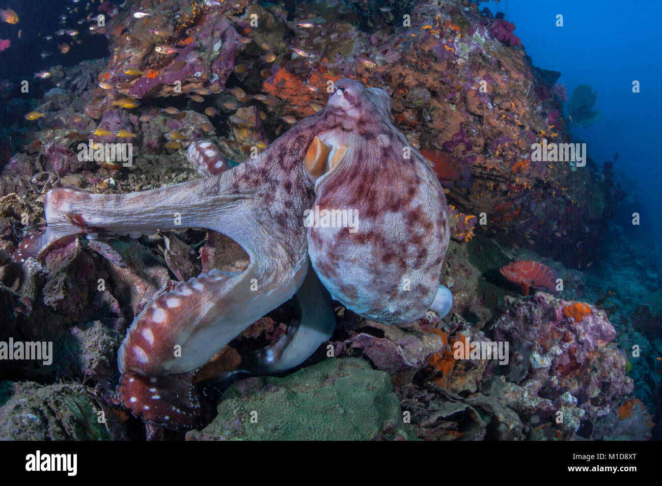 Weibliche Octopus slithers entfernt nach der Paarung. Richelieu Rock, Andaman Sea, Thailand Stockfoto