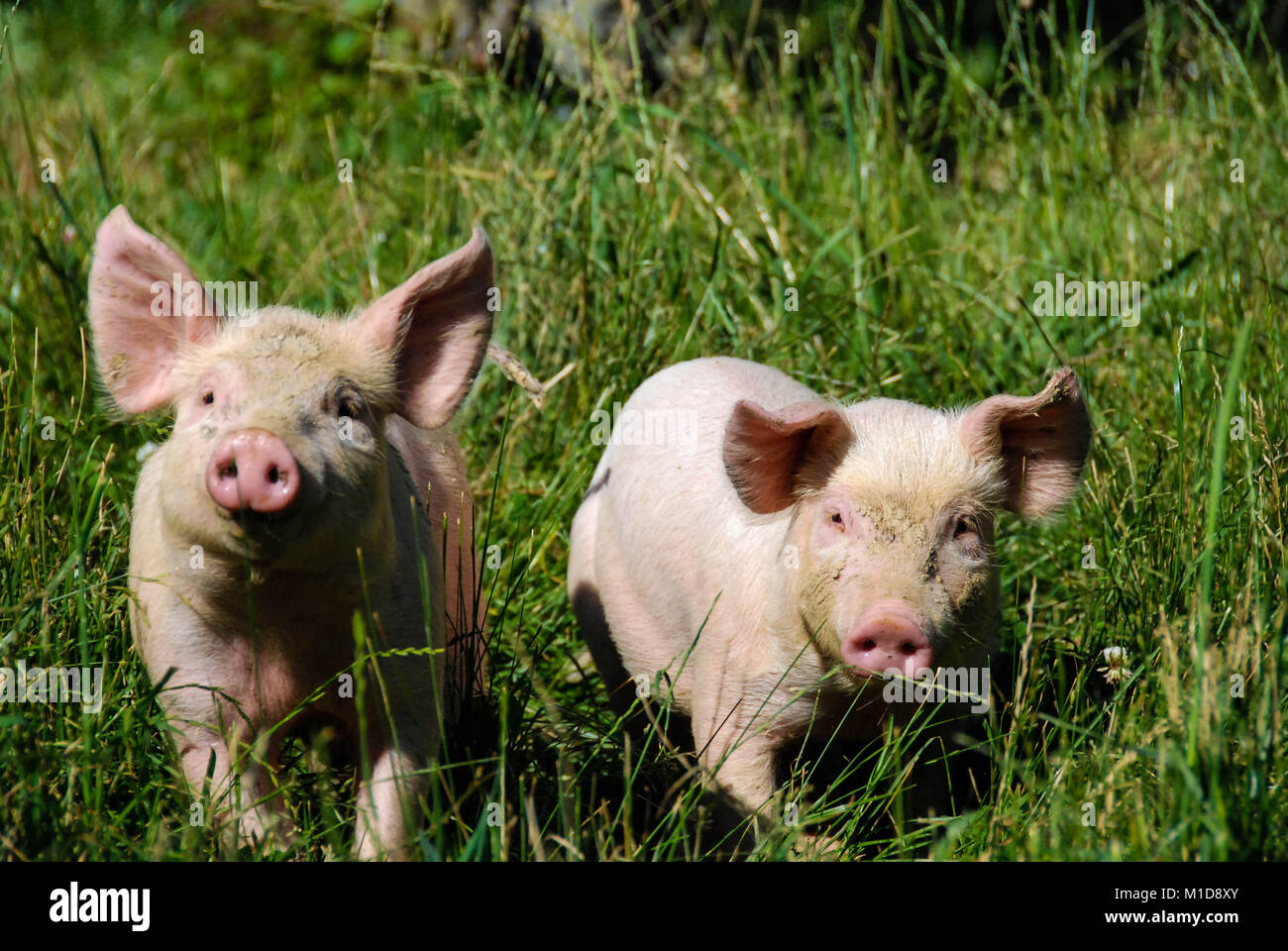 Freie Schweine in eine grüne Wiese Stockfoto Freie Schweine in eine grüne Wiese Stockfoto