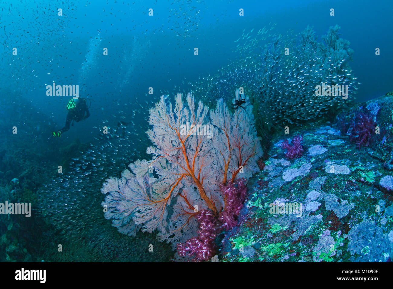 Marine von bunten Korallenriff mit seafan mit Halo von glassfish und weichen Korallen umgeben, Scuba Diver in blue water Hintergrund. Richelieu Rock in t Stockfoto