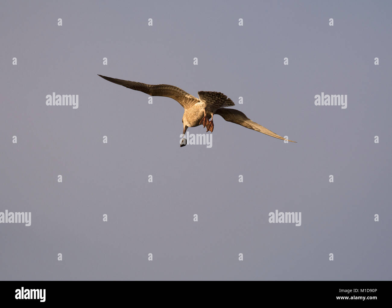 Silbermöwe, Larus argentatus, mit shell Fisch, Morecambe Bay, Lancashire, Großbritannien Stockfoto