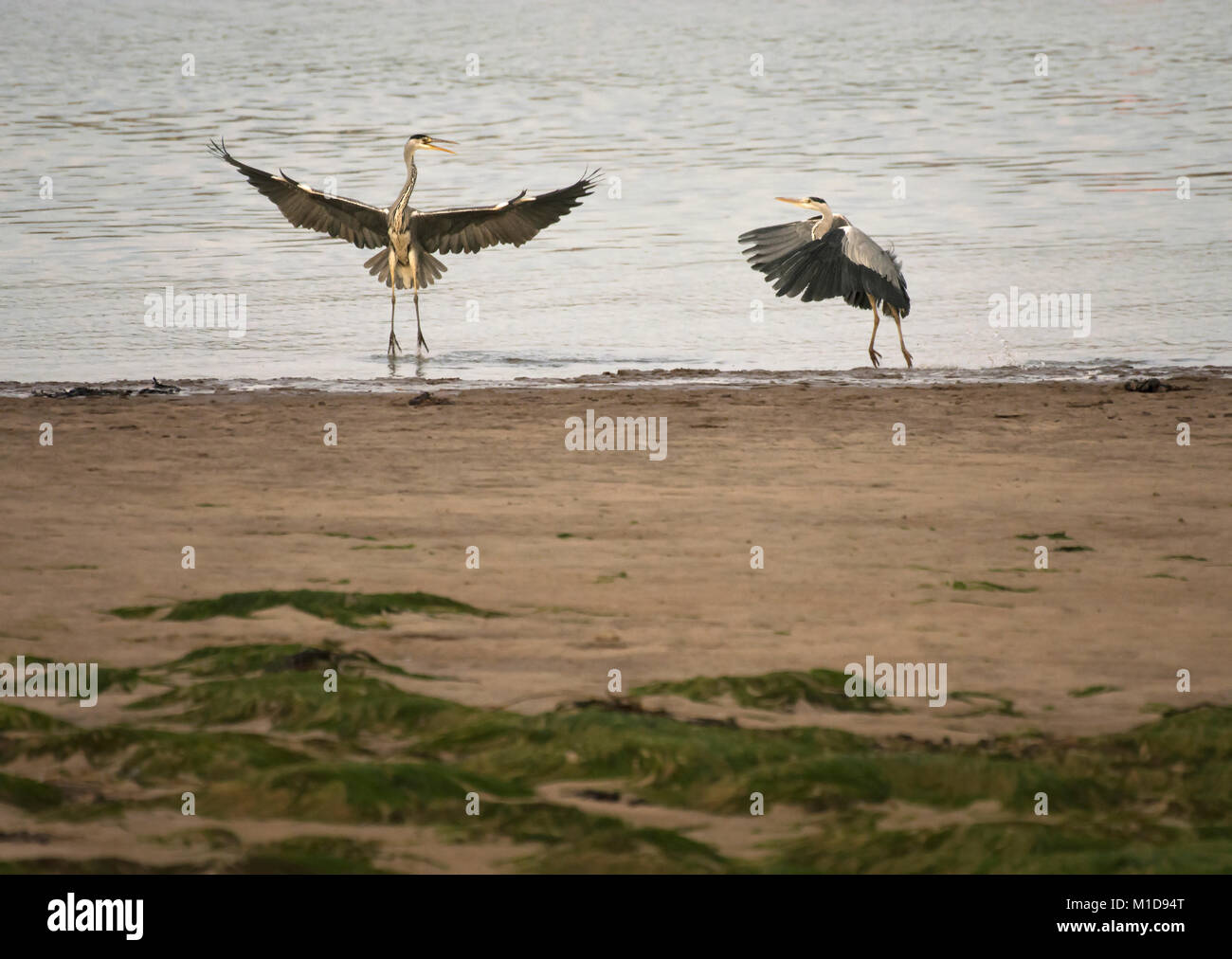 Zwei Graureiher Ardea cinerea, Streit um Fischereirechte, Wyre Estuary, Lancashire, England, Vereinigtes Königreich Stockfoto