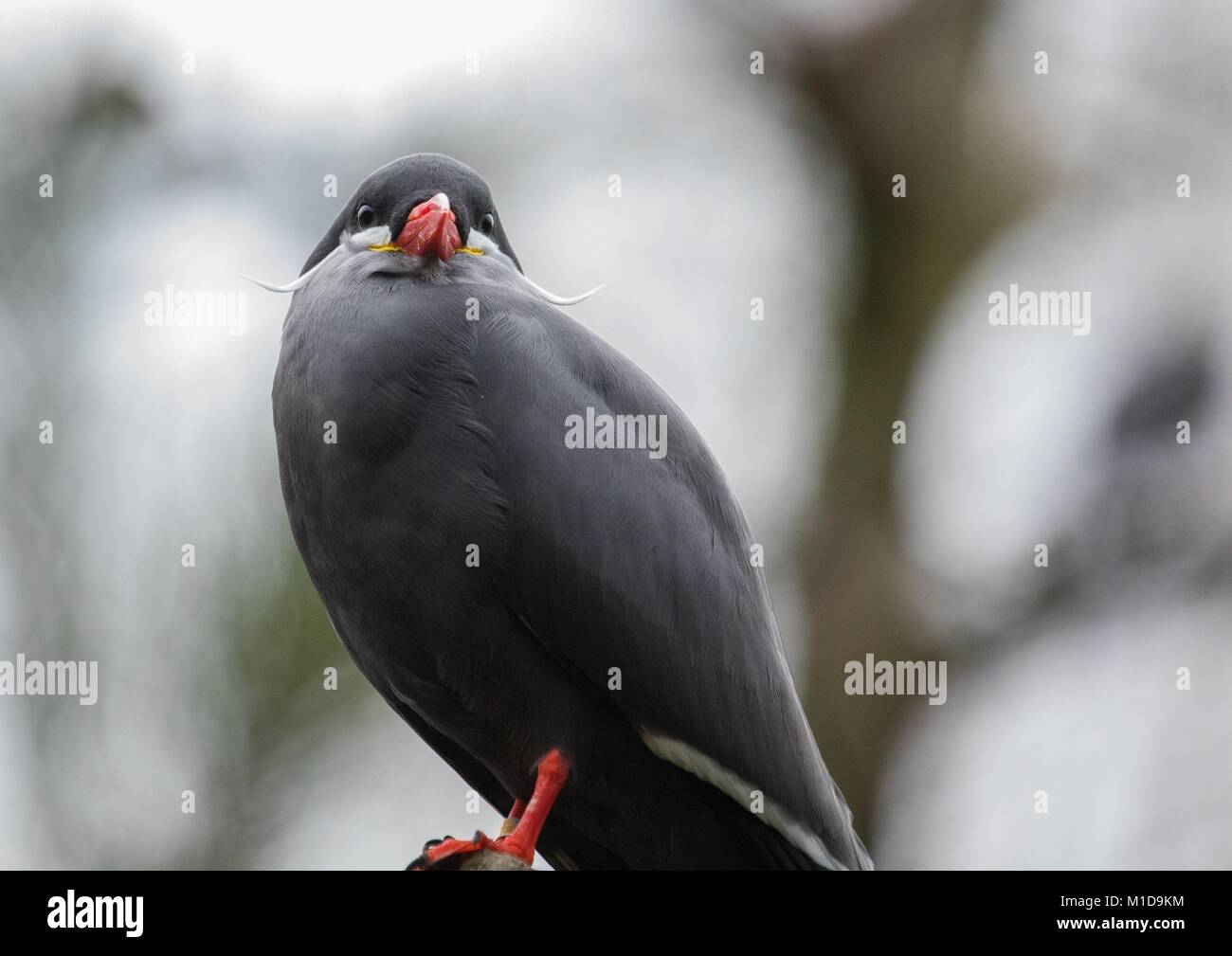 Nahaufnahme eines europäischen Vogel Stockfoto