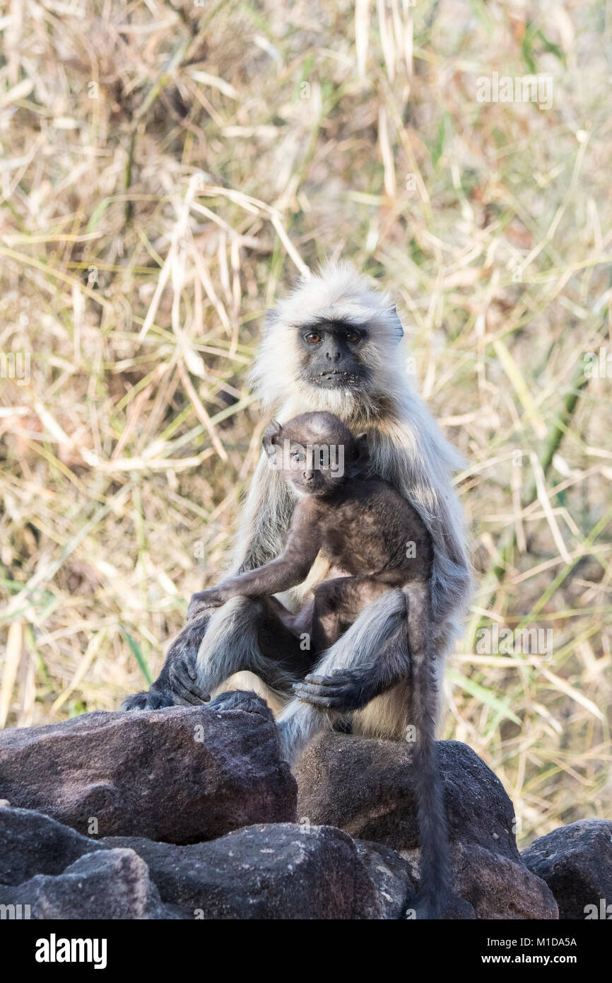 Mutter wild grau Langur oder Hanuman Langur, Semnopithecus, ihr kleines Baby Holding, Bandhavgarh Nationalpark, Tala, Madhya Pradesh, Indien Stockfoto