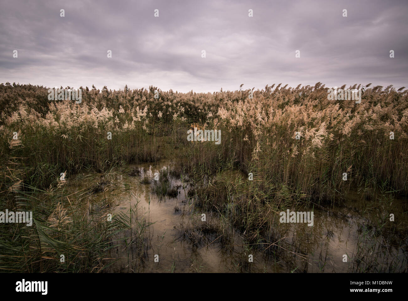 Natur Wildlife Resort mit einem Teich reed Feld Stockfoto