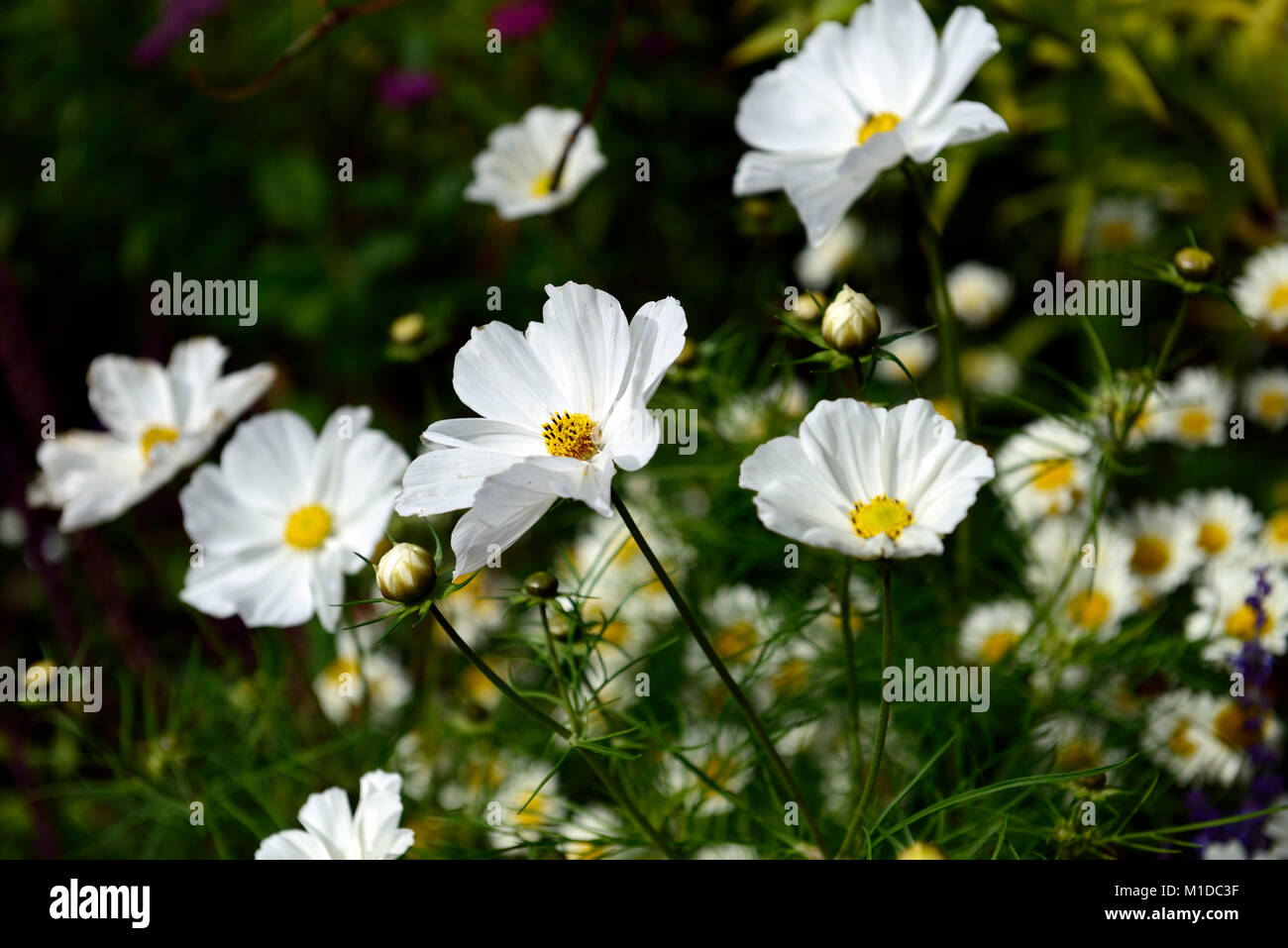 Kosmos weiß Reinheit, Blume, Blumen, Blüte, Jahrbücher, jährliche, Pflanze, Pflanzen, bett, betten, Grenze, RM Floral Stockfoto