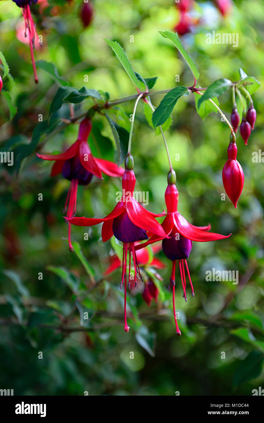 Fuchsia magellanica Frau canescens, Rot, Lila, Blumen, Blumen, Blumen, Strauch, Sträuche, grüner Hintergrund, Garten, Garten, Gartenarbeit, RM Floral Stockfoto