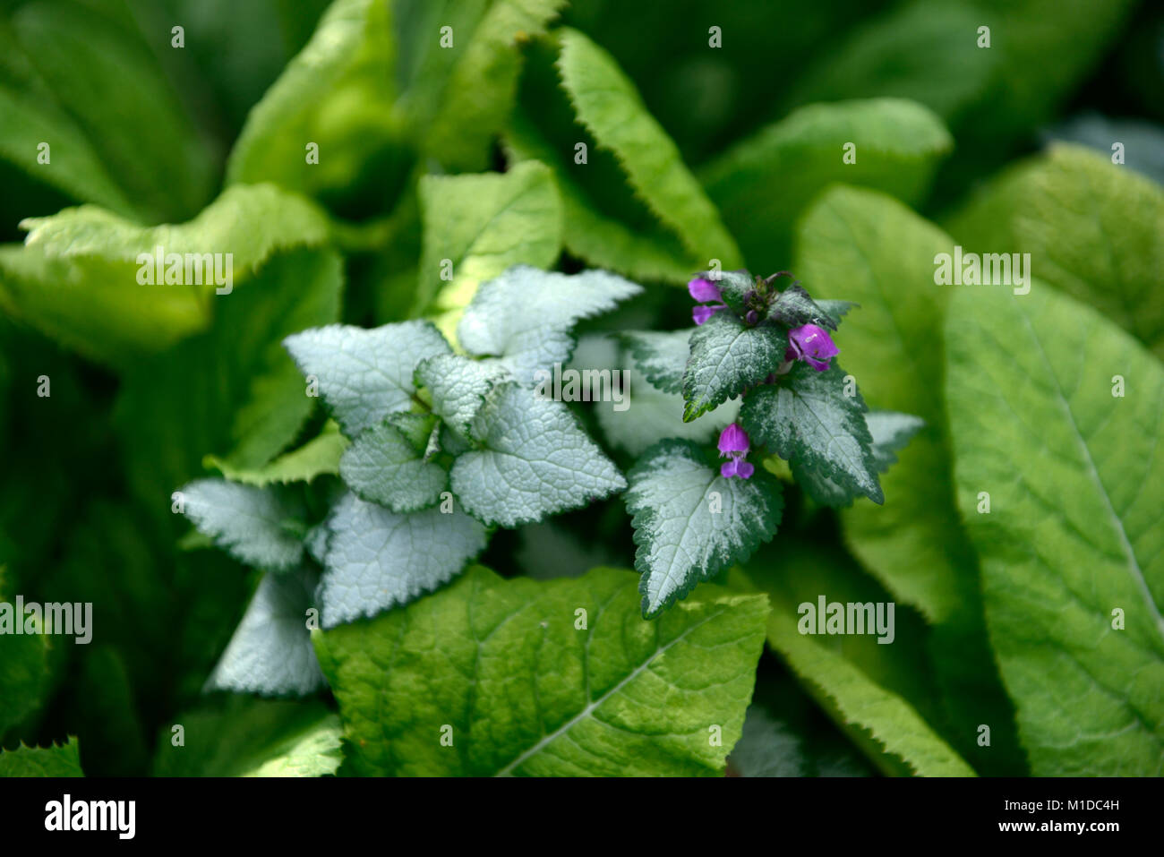 Lamium maculatum lila Drachen, beschmutzt henbit, tote Nessel, mehrjährige Pflanze, Blatt, Blätter, Laub, bunt, RM Floral Stockfoto