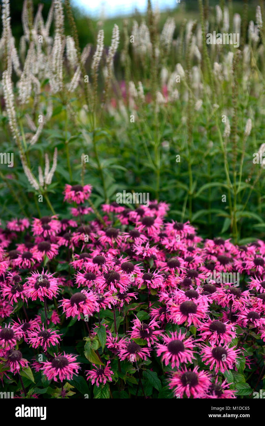 Monarda Rosa Spitze, Veronicastrum virginicum roseum rosa Schein, Rosa, Blumen, Blume, Blüte, Garten, Gärten, RM Floral Stockfoto