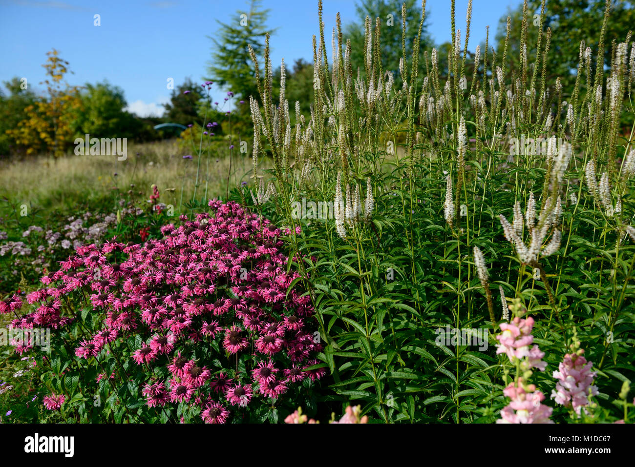 Monarda Rosa Spitze, Veronicastrum virginicum roseum rosa Schein, Rosa, Blumen, Blume, Blüte, Garten, Gärten, RM Floral Stockfoto