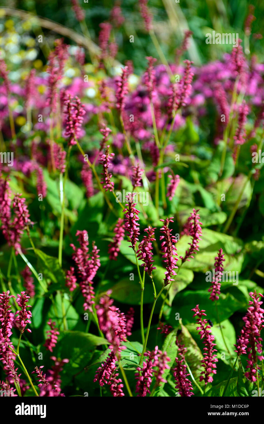 Persicaria amplexicaulis Taurus, Rosa, Blumen, Blume, Blüte, Heilpflanze, Kräuter, traditionelle, Kräuter, Garten, Gärten, RM Floral Stockfoto